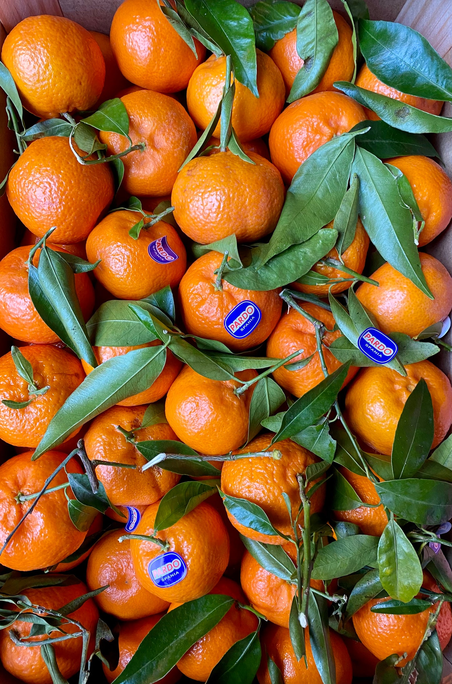 Leafy Clementine (6)