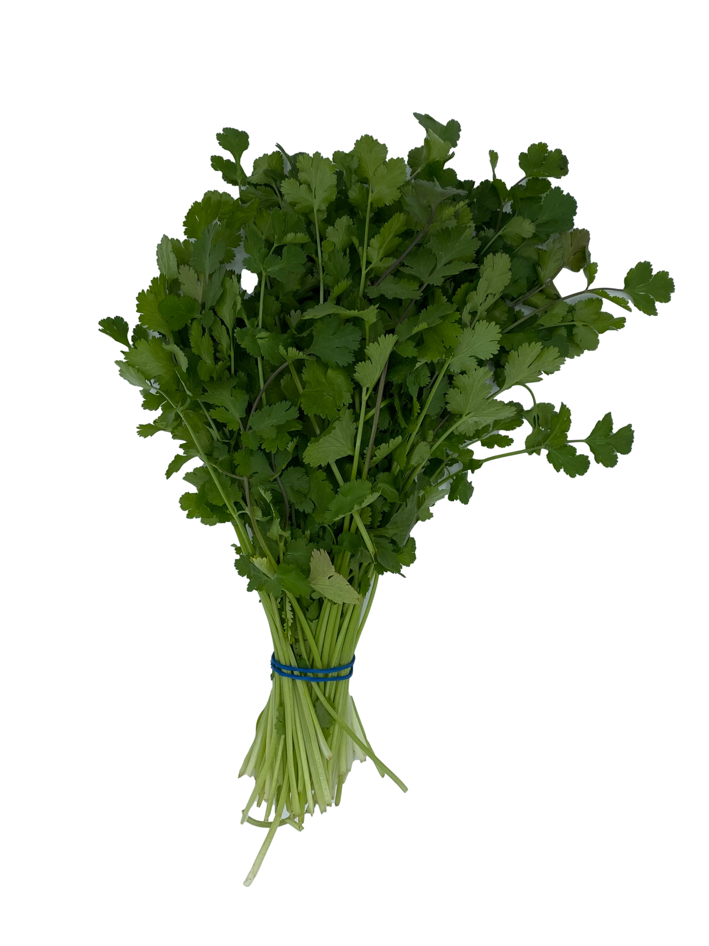 Coriander (1 Bunch)