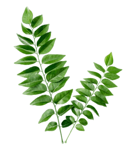 Fresh Curry Leaf (20g)