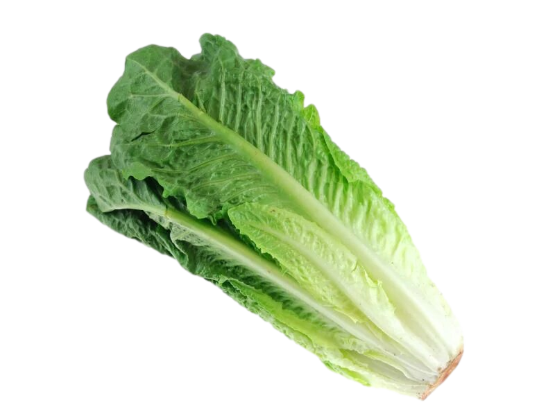 Lettuce Romaine (1)