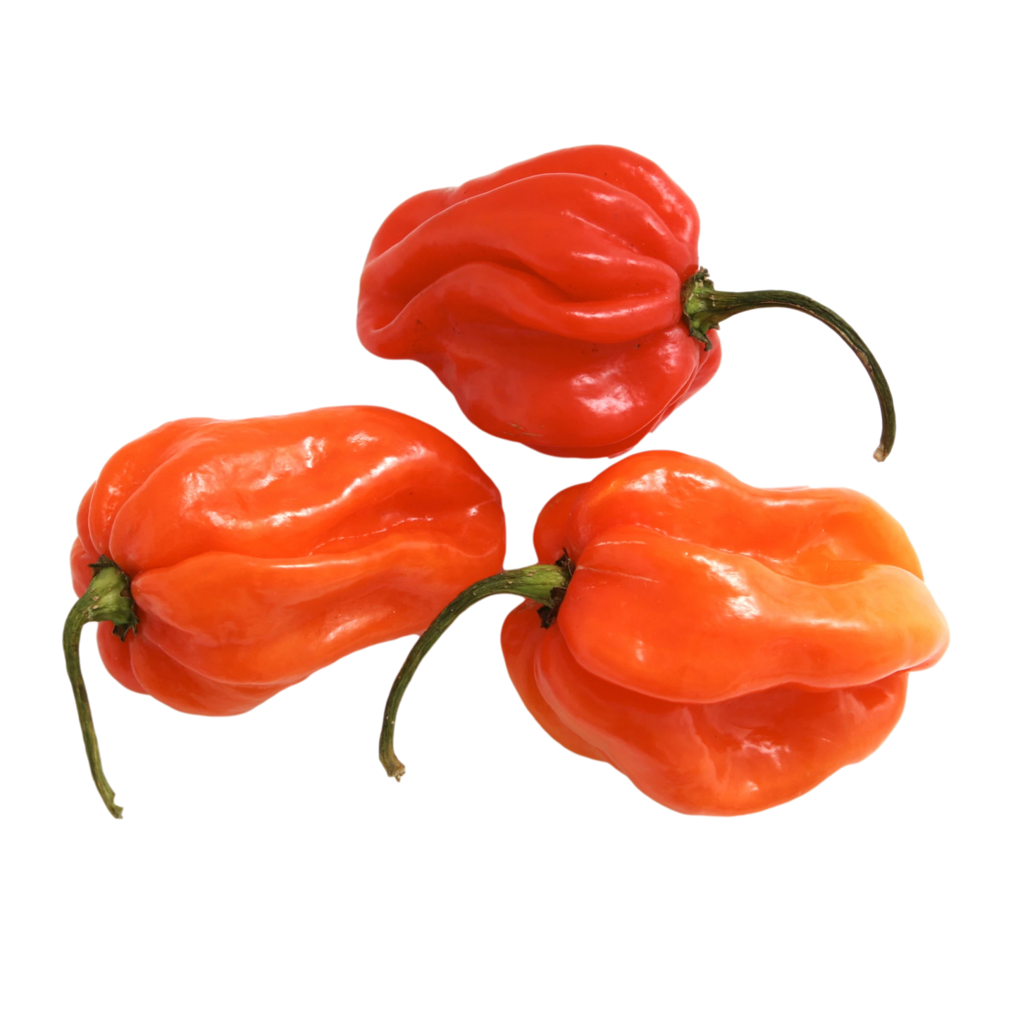 Scotch Bonnet Chilli (200g)