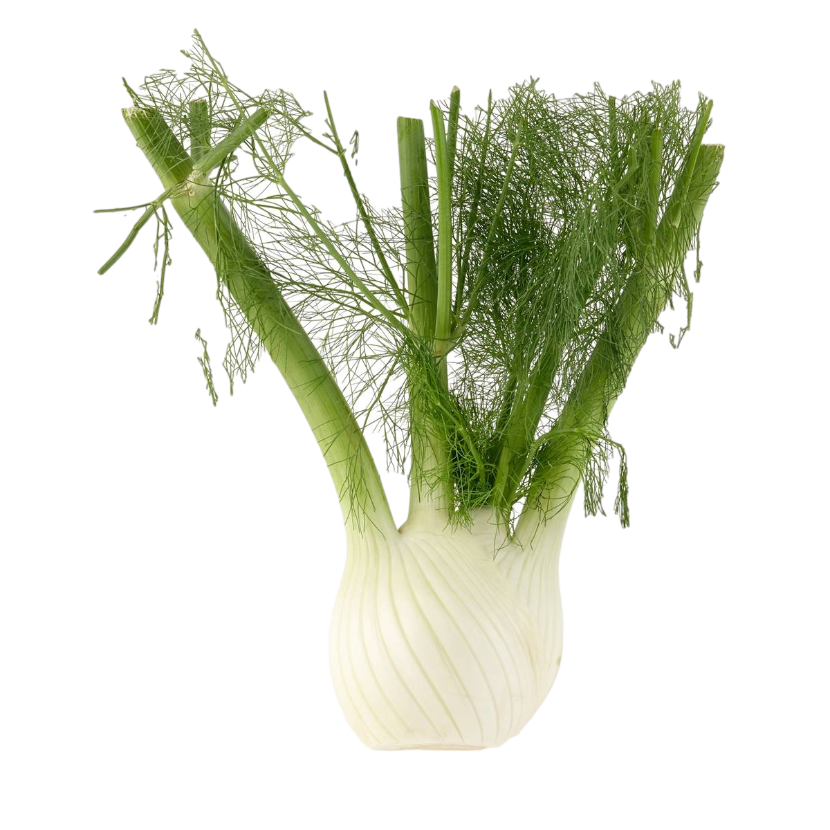 Fennel Bulb (1)