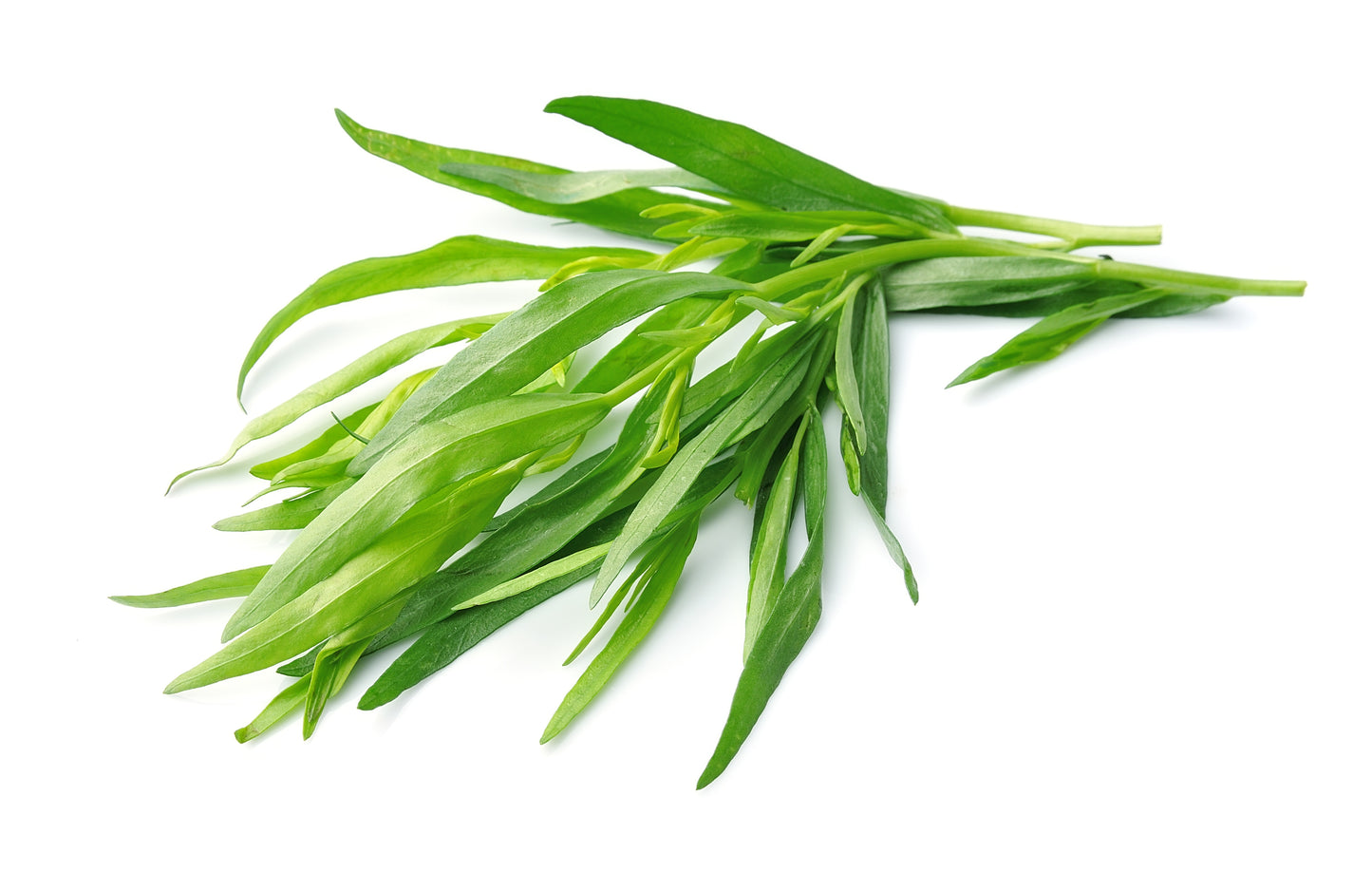 Tarragon (50g Pack)
