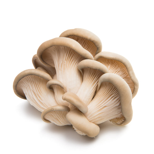 Mushroom - Oyster (300g)