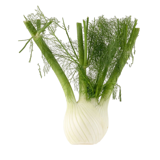 Fennel Bulb (1)