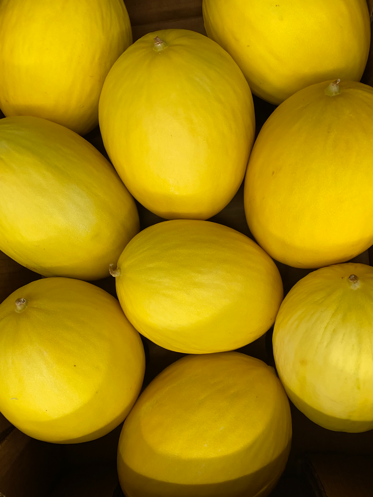 Honeydew Yellow Melon
