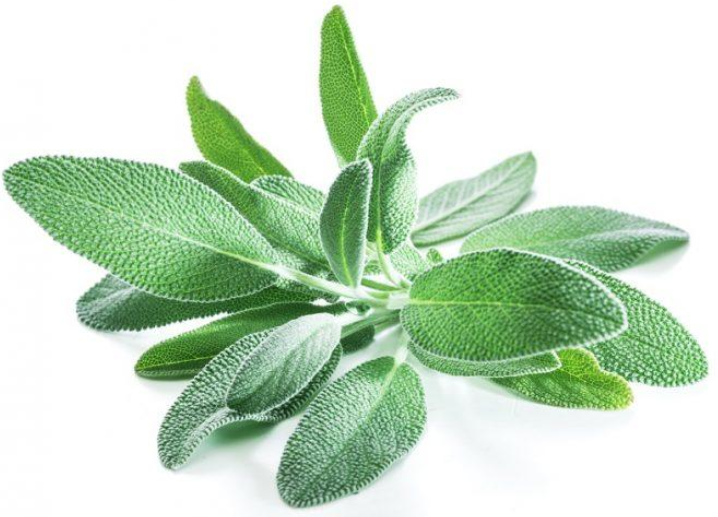 Sage (50g Pack)